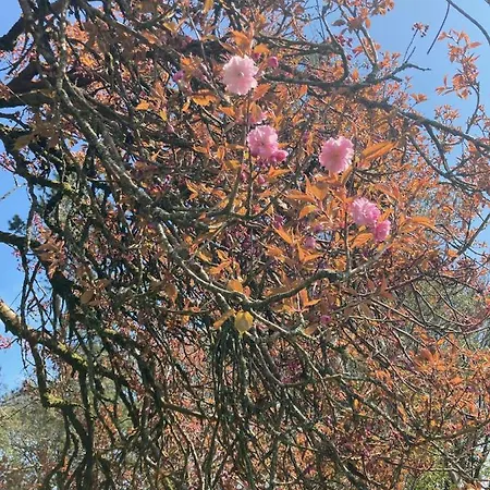 Διαμέρισμα The